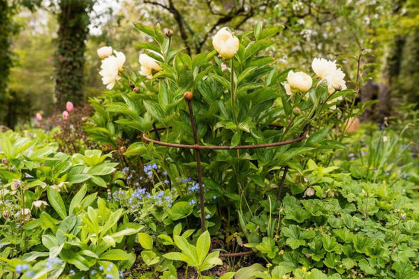 Comment couper correctement les pivoines