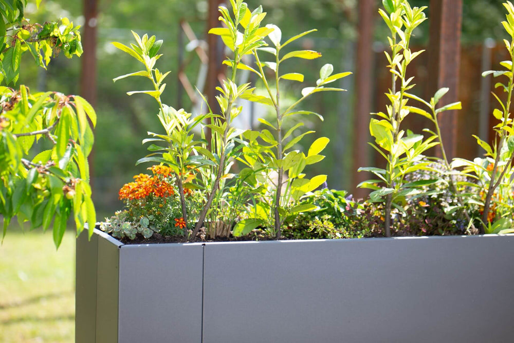 Hochbeet Manarola Nahaufnahme Pflanzen im Beet | Pulverbeschichtet anthrazit Hochbeet Manarola Nahaufnahme Pflanzen im Beet | Pulverbeschichtet anthrazit