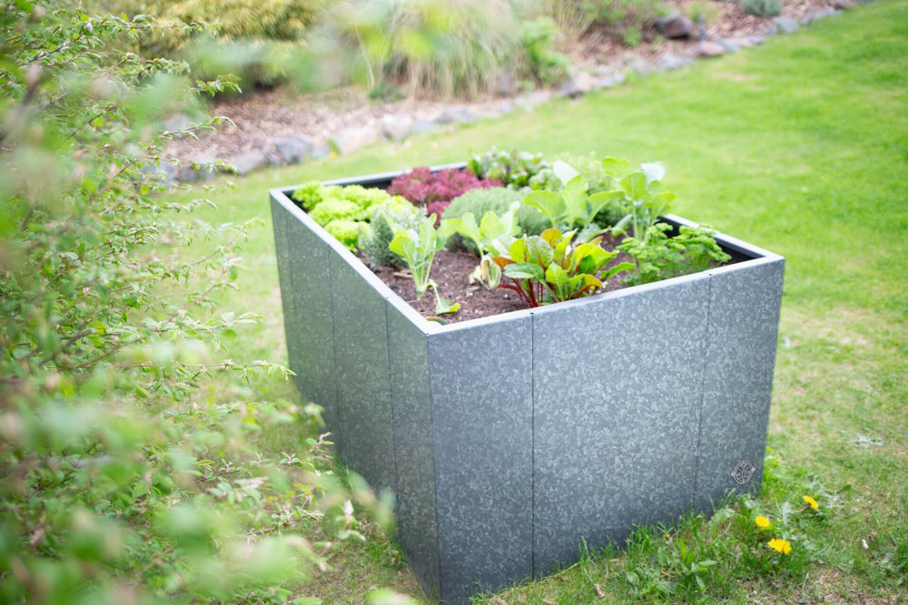 Hochbeet Monterosso bepflanzt mit Salaten und Kohl in einem Garten | Feuerverzinkt Hochbeet Monterosso bepflanzt mit Salaten und Kohl in einem Garten | Feuerverzinkt