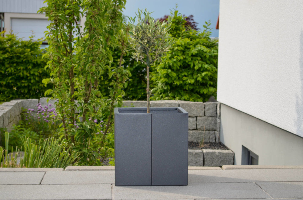 Pflanzkübel Vernazza 40x40x40 cm in pulverbeschichtet Anthrazit mit einem kleinen Baum bepflanzt Pflanzkübel Vernazza 40x40x40 cm in pulverbeschichtet Anthrazit mit einem kleinen Baum bepflanzt