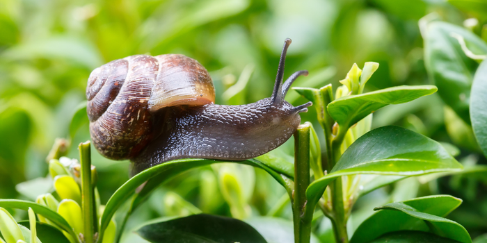 Combattere le lumache in modo naturale: come proteggere aiuole e orti rialzati
