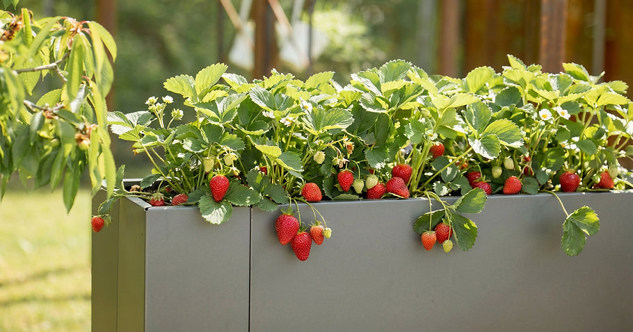 Piantare fragole in un'aiuola rialzata: posizione, terreno, periodo di semina e consigli per la cura