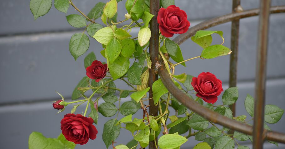 Sostenere correttamente le rose: come garantire alle vostre piante un sostegno sicuro e una forma perfetta
