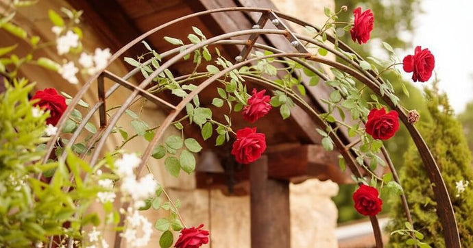 Pianta correttamente gli archi di rose