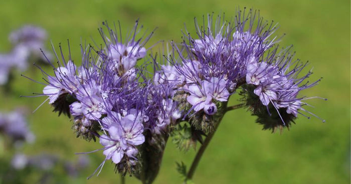 Sovescio in aiuole rialzate: ecco cosa devi sapere