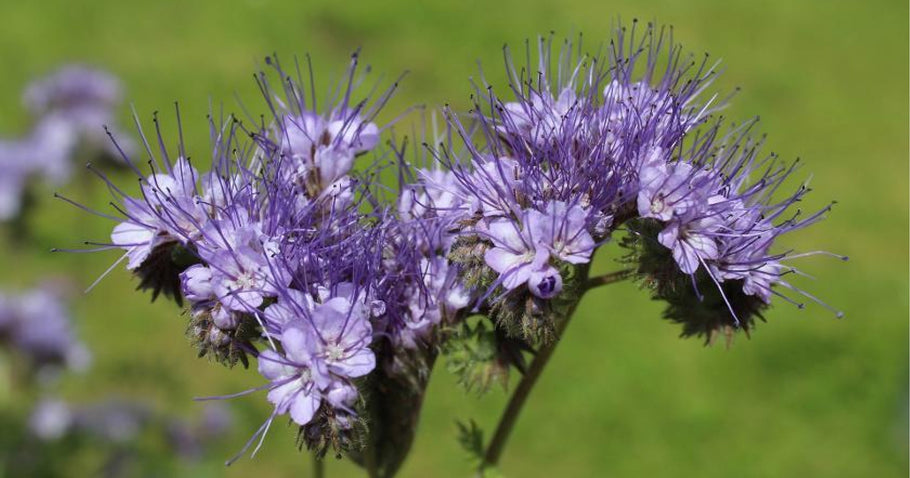 Sovescio in aiuole rialzate: ecco cosa devi sapere