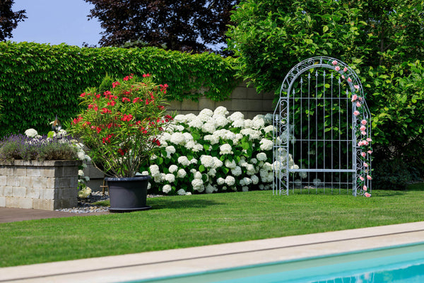 Piante da giardino tossiche per bambini e animali domestici: cosa non va messo in giardino?
